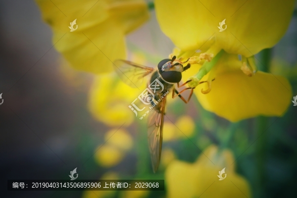 采蜜