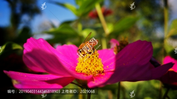 蜜蜂采蜜