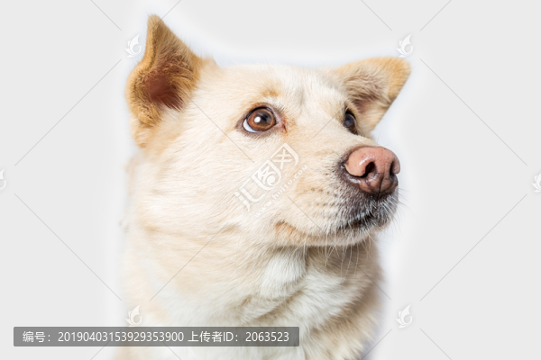 寵物小貓小狗