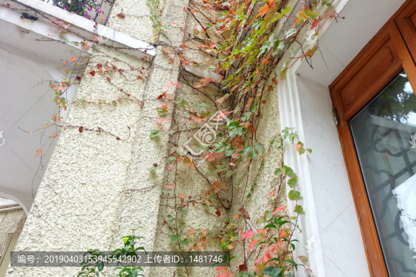 爬山虎