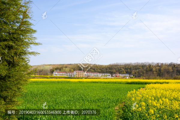 漢中金色油菜花田