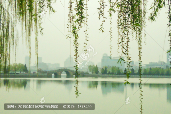 新湖春柳