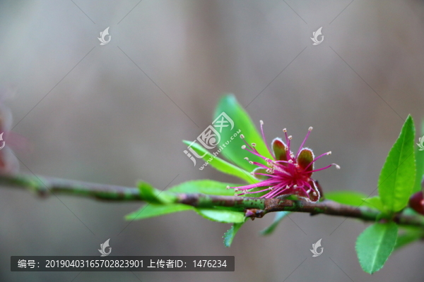 桃花盛開美圖