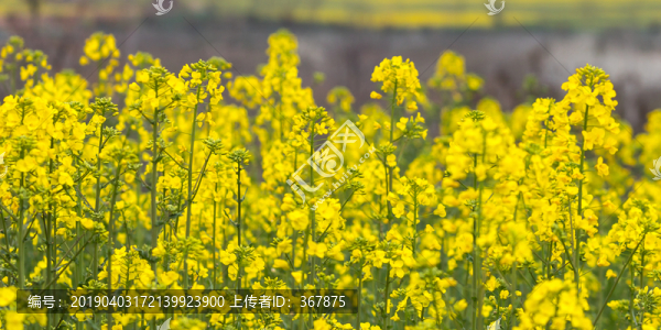 油菜花