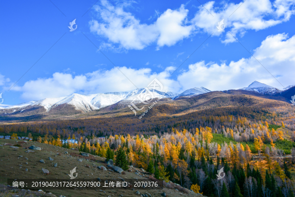 北疆的雪山森林