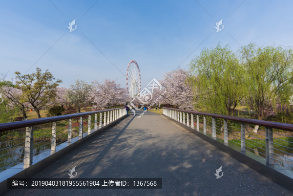 櫻花景觀