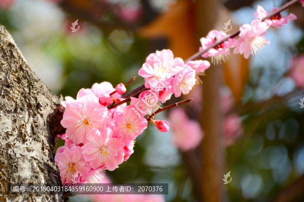 櫻花開了