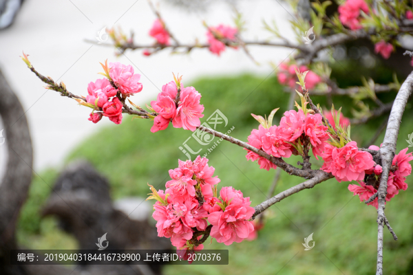 桃花開了