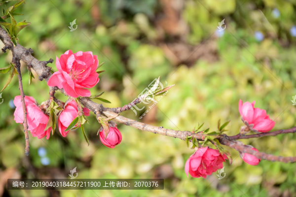 桃花開了