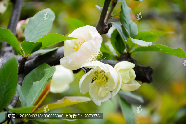 海棠花