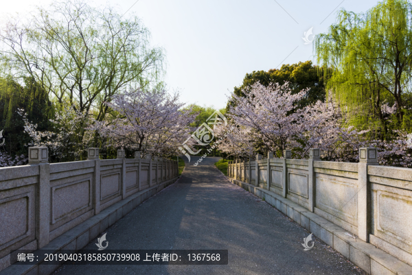 櫻花景觀