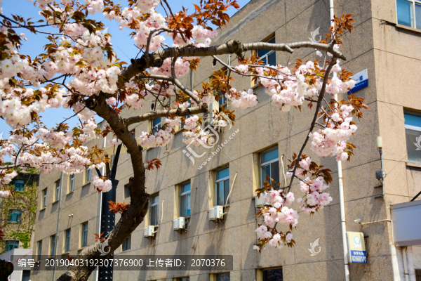 櫻花