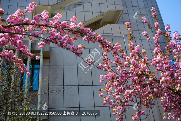 櫻花