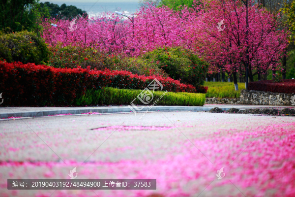 櫻花路