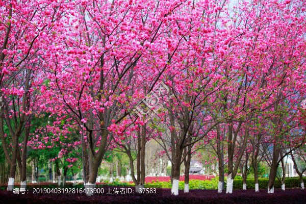 櫻花樹