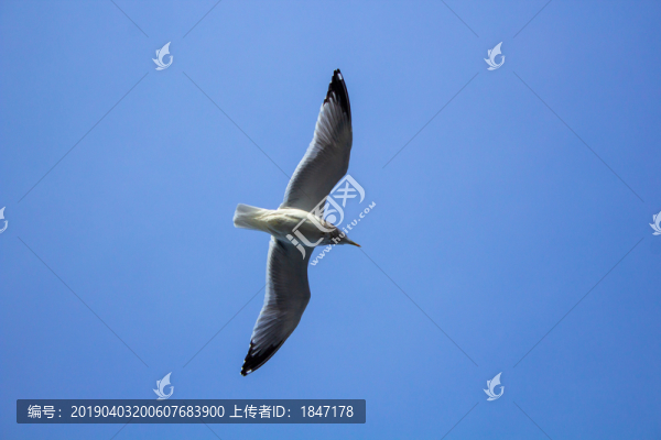 鳥