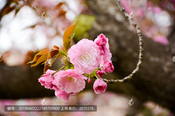櫻花