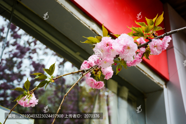 櫻花