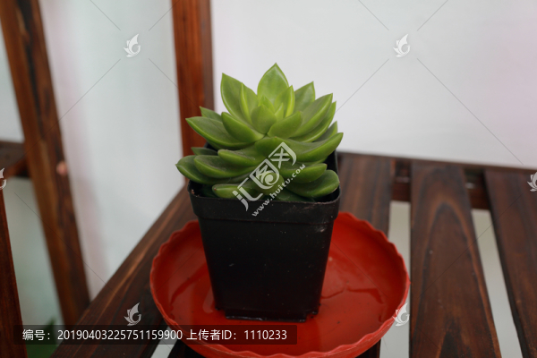 多肉