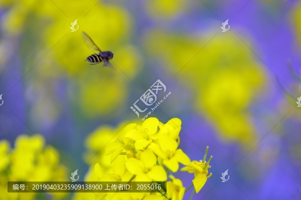 油菜花