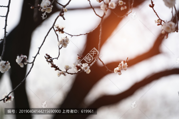 杏花