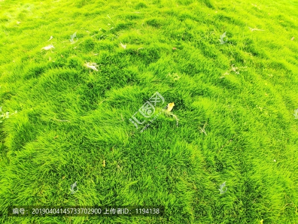 綠油油的草地