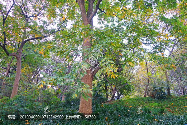 西湖空谷傳聲景點(diǎn)彩色樹林