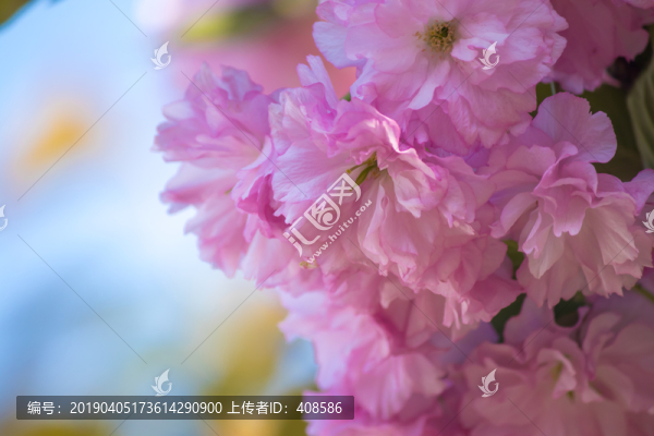 櫻花