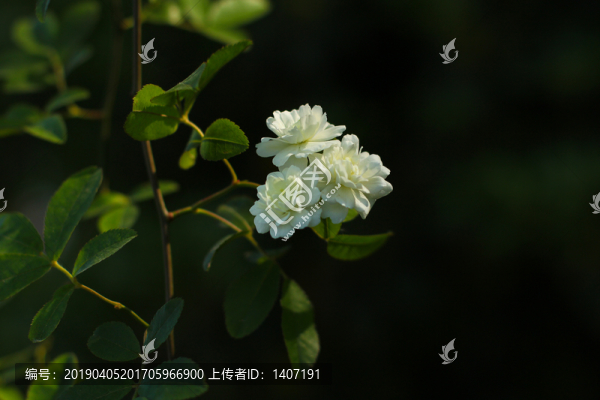 木香花