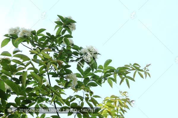 木香花