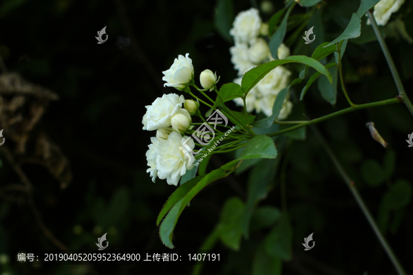 木香花