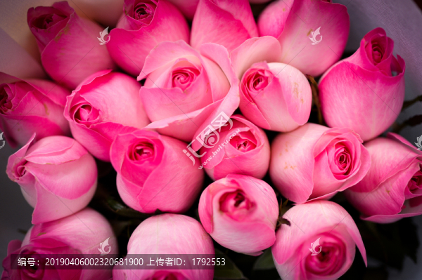 玫瑰花