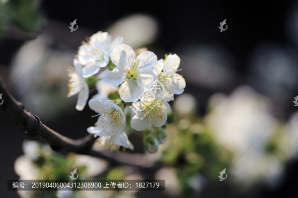 櫻桃花