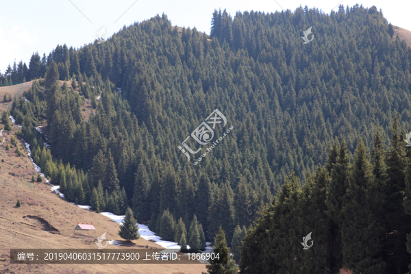 天山青松根連根