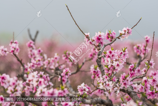 桃花開(kāi)放背景