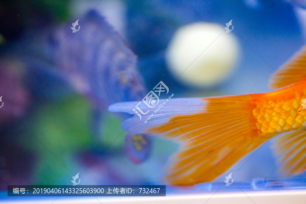 紅錦鯉魚特寫