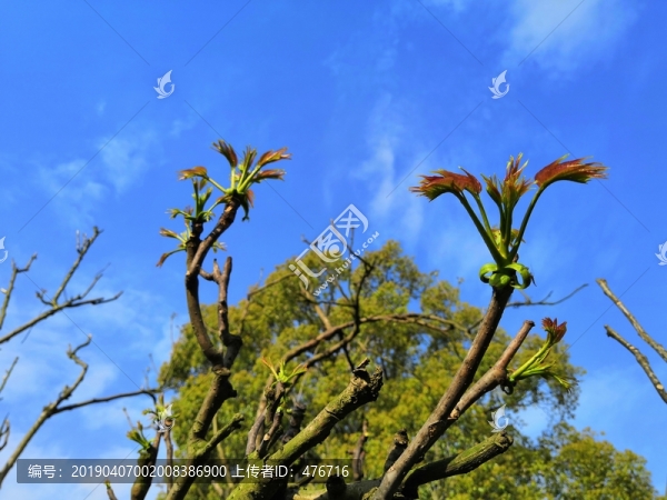 香椿