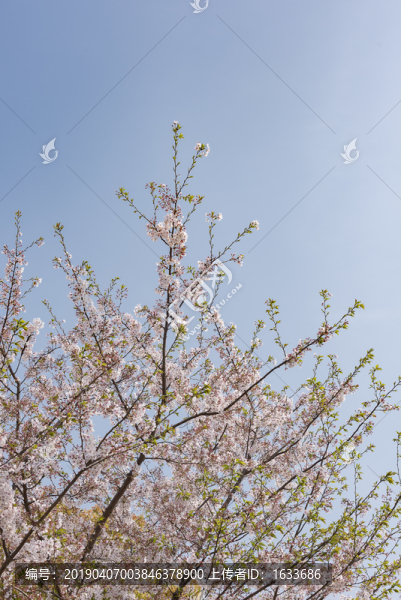 櫻花樹