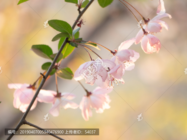 櫻花特寫