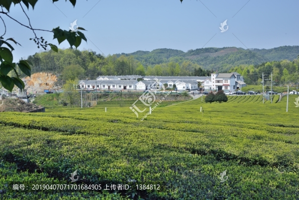 茶園風(fēng)光