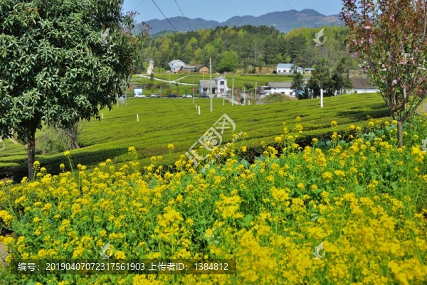 茶園風(fēng)光