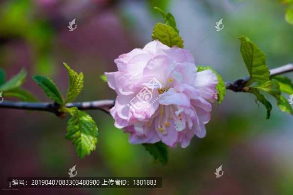 陽關下花朵