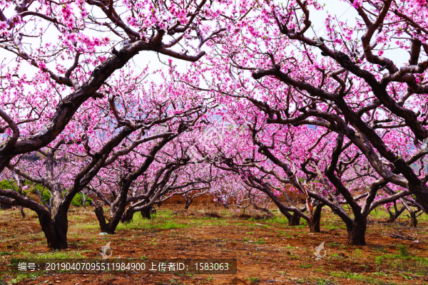 桃花源