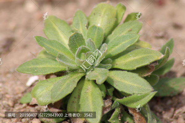 小草