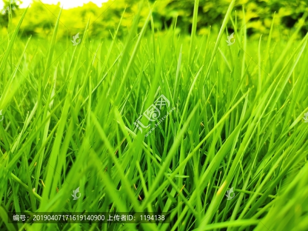 綠草背景