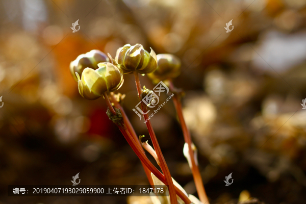 冰凌花
