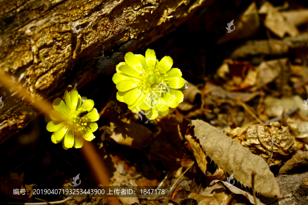 冰凌花