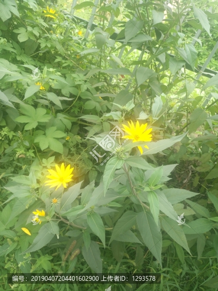 路邊小太陽花野花