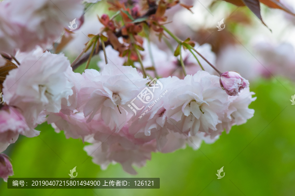 櫻花
