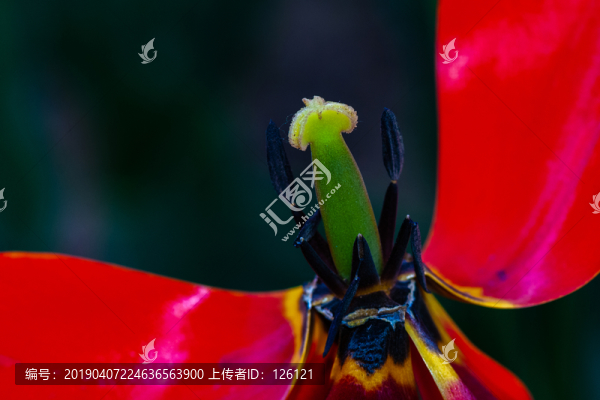 郁金香